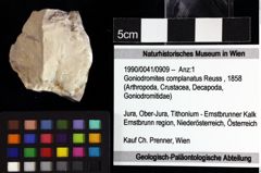 Foto (Objket + Etiketten) von Goniodromites complanatus (Reuss, 1858) 